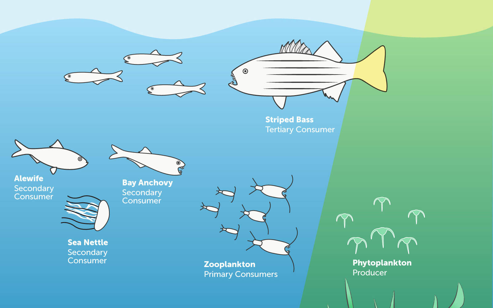 Educational illustration of Chesapeake Bay food web