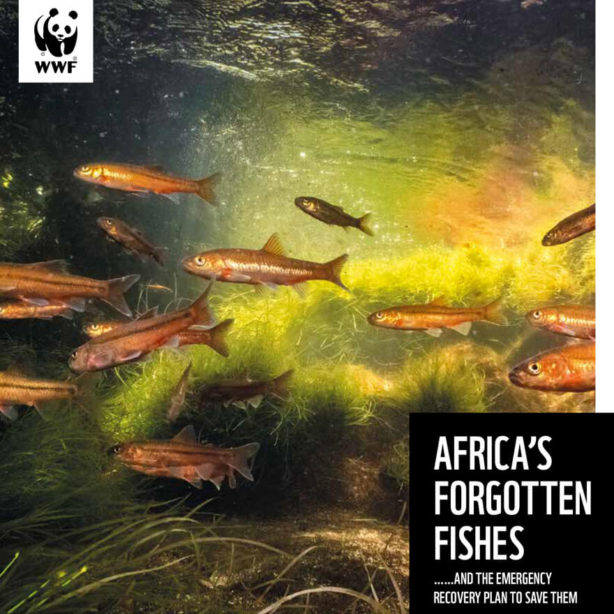 Chesapeake Executive Council meeting poster backdrop